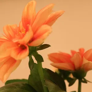  Apartment Haus Mandarina